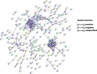 The Apoptosis Regulator 14-3-3η and Its Potential as a Therapeutic Target in Pituitary Oncocytoma